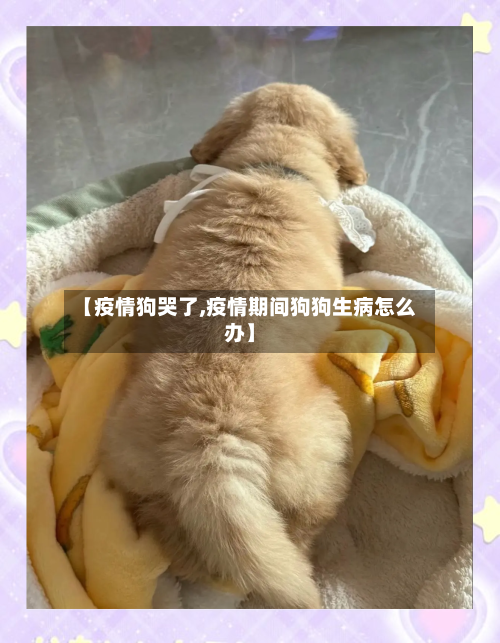 【疫情狗哭了,疫情期间狗狗生病怎么办】-第3张图片