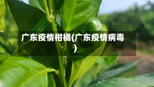 广东疫情柑橘(广东疫情病毒)