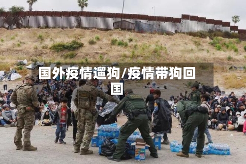 国外疫情遛狗/疫情带狗回国